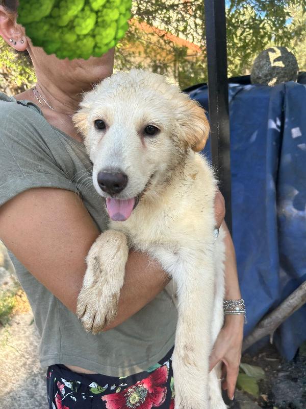 “Poldo – Cucciolo Maschio, Affettuoso E Giocherellone Cerca Casa”